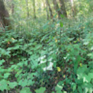 Meet your Posher, Moses